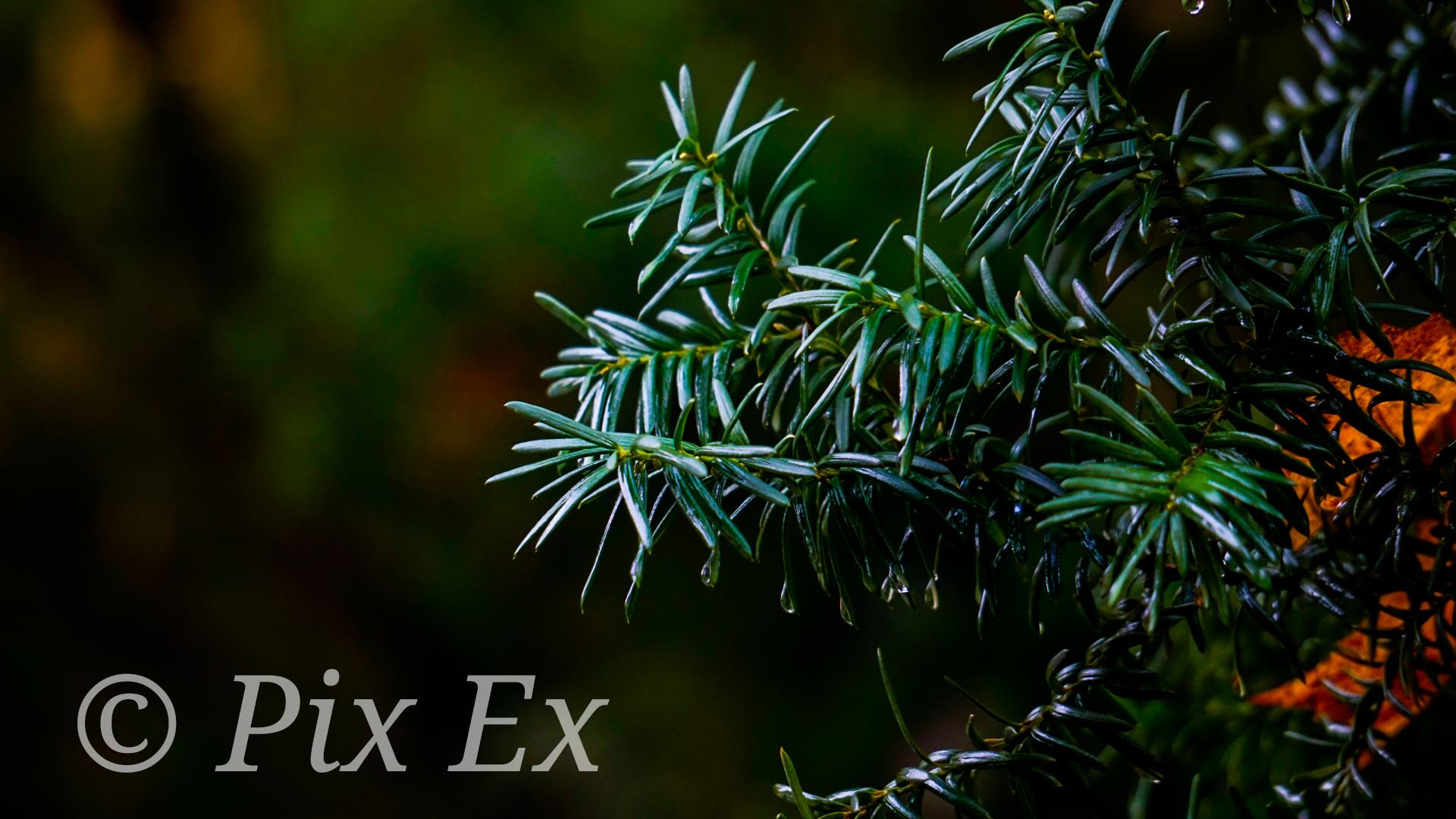 Southeast Pine Tree