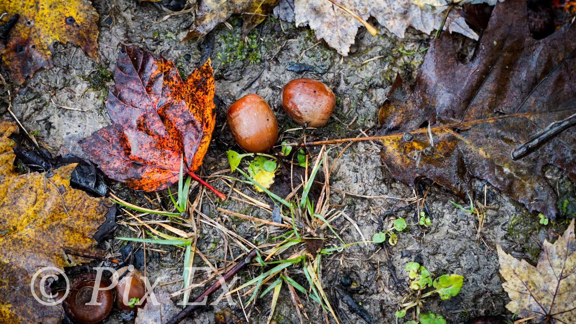 Midwest Autumn