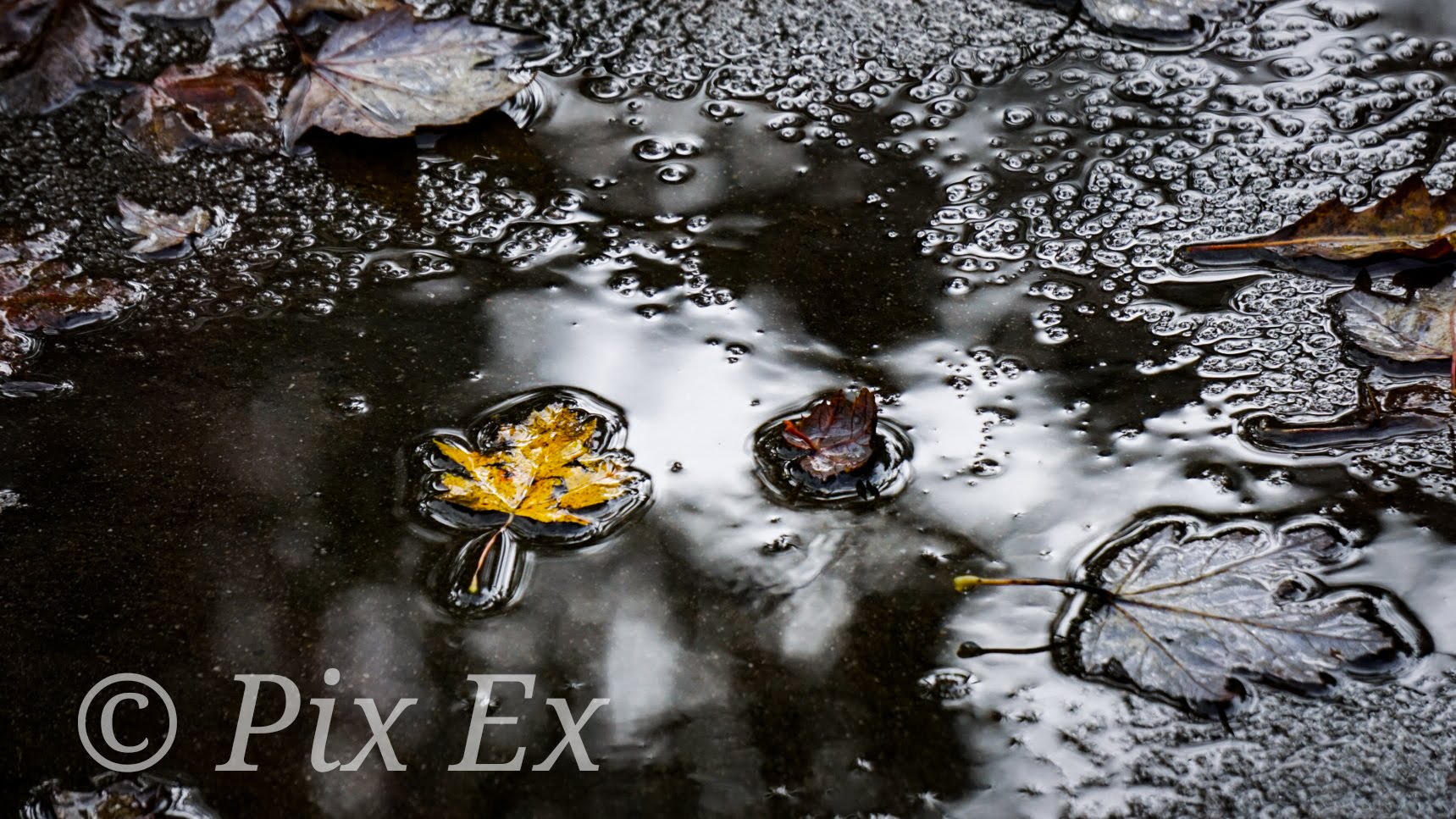 Autumn Leaves