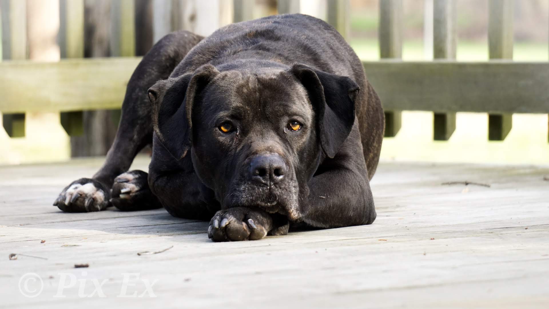 Star the dog