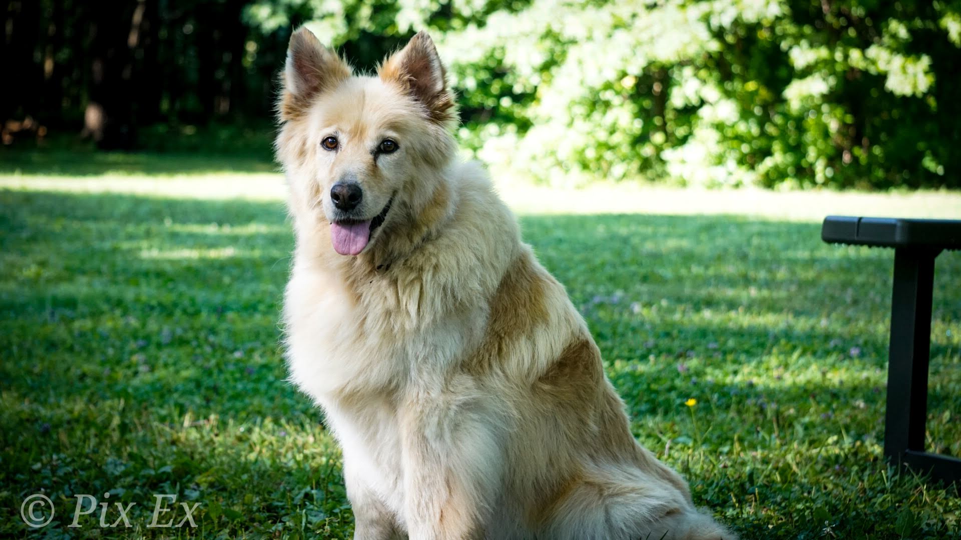 Hope the dog