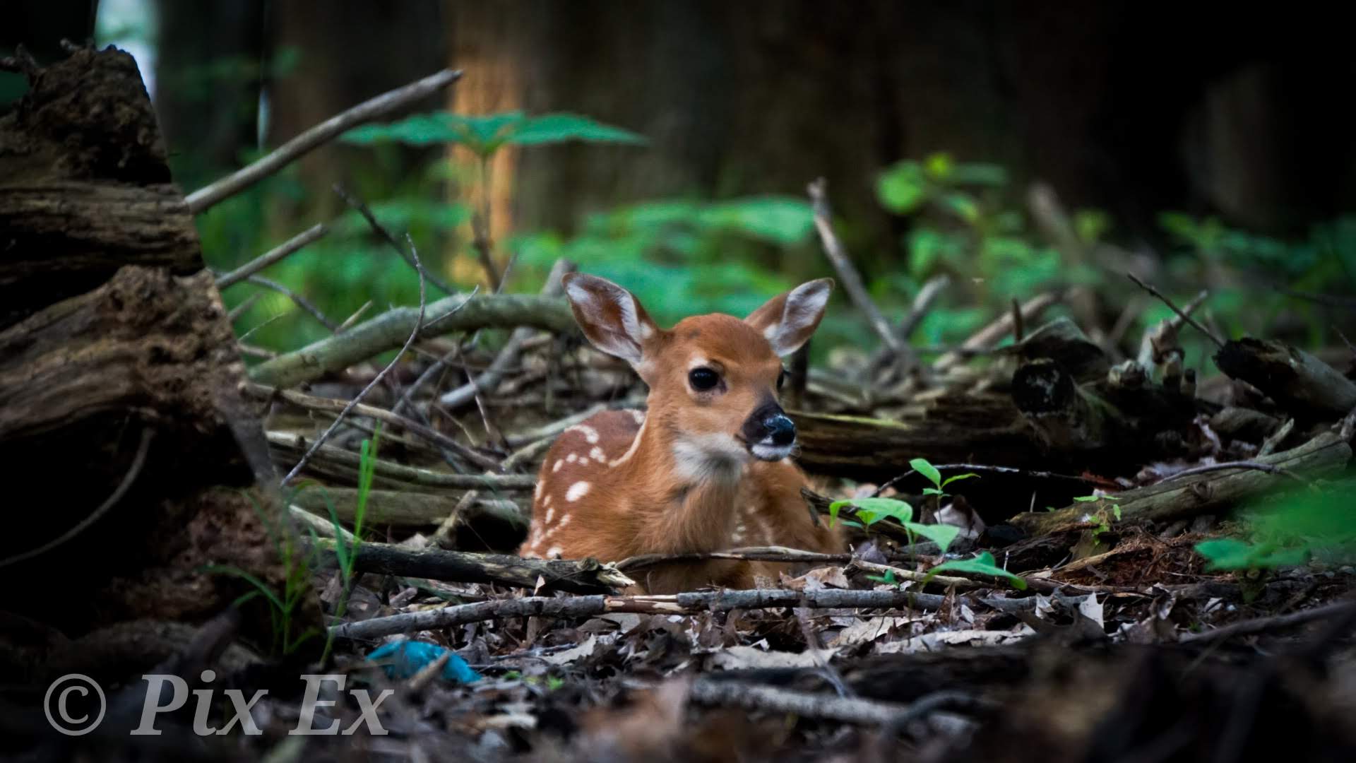 Fawn in late spring